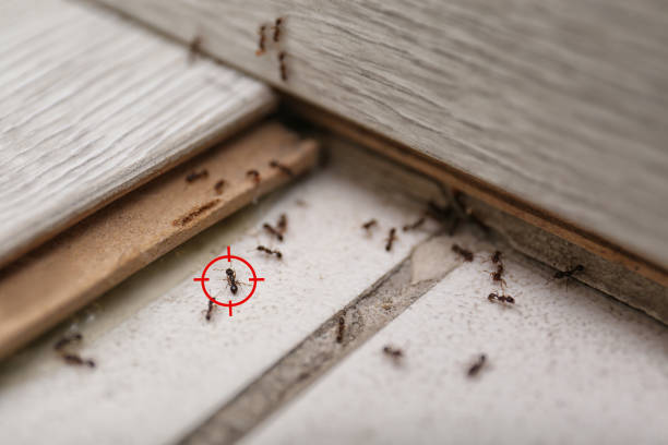 Best Termite Control Services  in Pelican Bay, FL