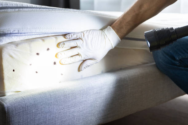 Best Pest Prevention Services  in Pelican Bay, FL