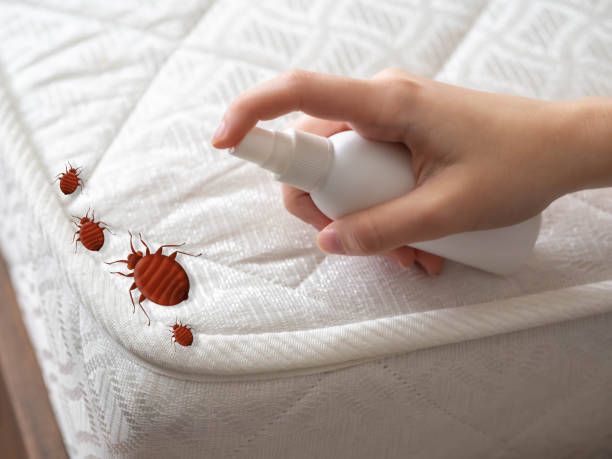 Best Spider Control Near Me  in Pelican Bay, FL