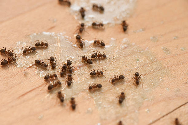 Best Pest Control Treatment  in Pelican Bay, FL