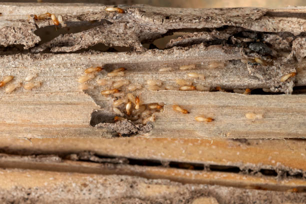 Best Bed Bug Extermination  in Pelican Bay, FL